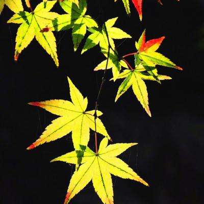 Kaiyun·开云体育手机app下载